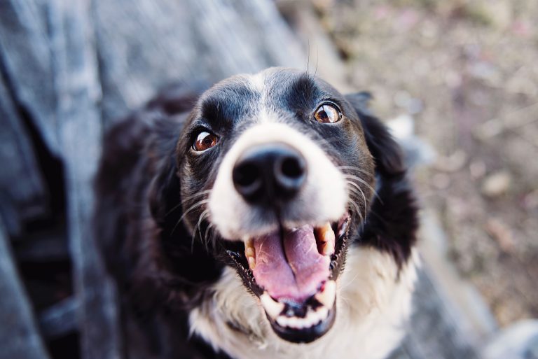 Las ventajas de alojar a su mascota en una residencia canina: Lo que debe saber